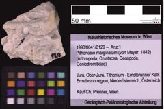 Foto (Objekt + Etiketten) von Pithonoton marginatum (von Meyer, 1842) (NHMW-GEO-1990-0041-0120)